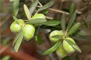 Olea europaea - Olivenbaum Olea europaea - Olivenbaum