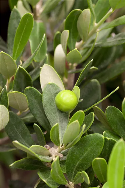 Olivenbaum, Olea europaea