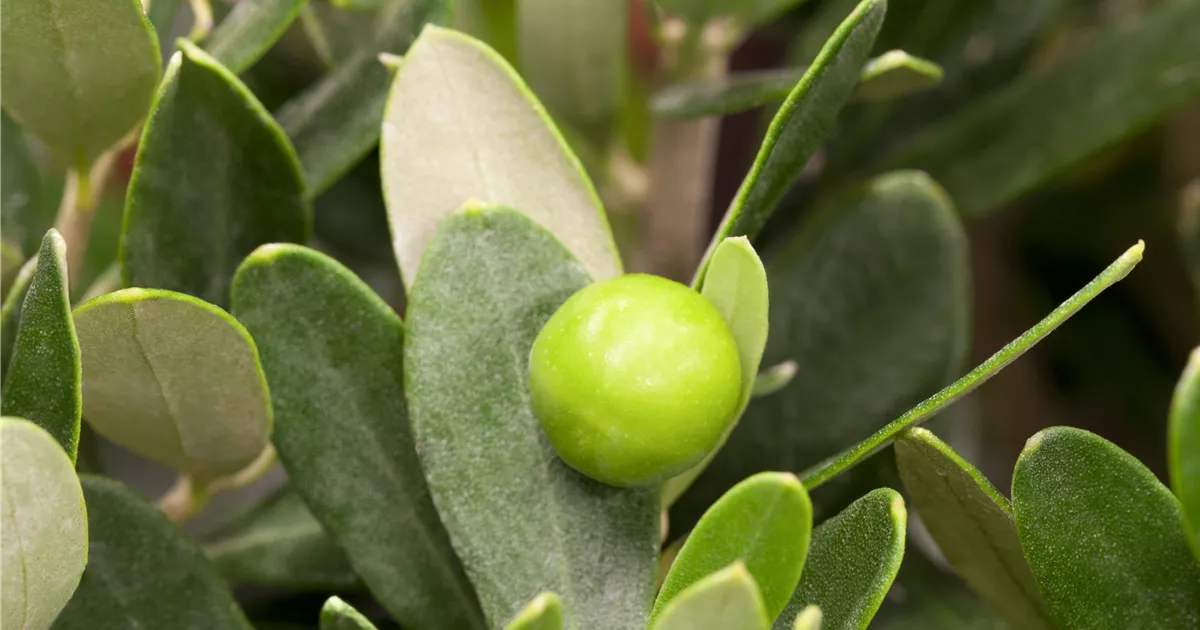 lbaum, Stamm, Olea europaea, Stamm