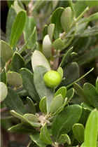 Olea europaea - Olivenbaum Olea europaea - Olivenbaum