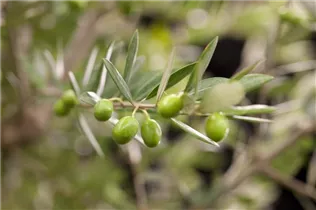 Olea europaea - Olivenbaum Olea europaea - Olivenbaum