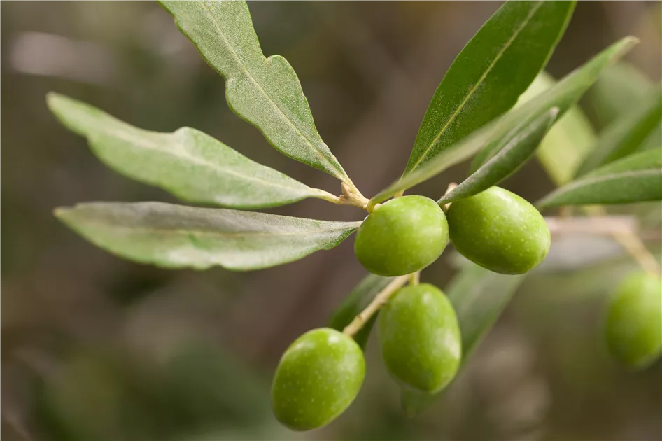 japanische stechpalme hecke kaufen Heckenpflanzen Heckenpflanzen online kaufen aus Heckenpflanze Ilex crenata ( Japan-Stechpalme) – Mitteldeutsche-Baumschulen main image 1