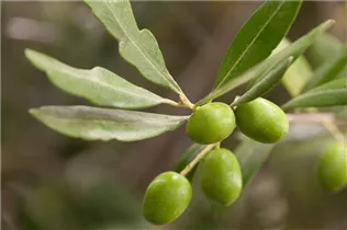 Olea europaea - Olivenbaum Olea europaea - Olivenbaum
