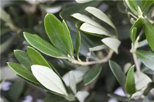 Olea europaea - Olivenbaum Olea europaea - Olivenbaum