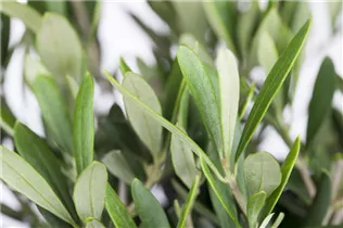 Olea europaea - Olivenbaum Olea europaea - Olivenbaum