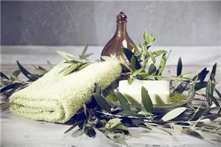 Olea europaea - Olivenbaum Olea europaea - Olivenbaum