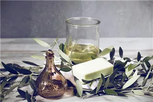 Olea europaea - Olivenbaum Olea europaea - Olivenbaum