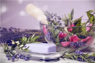 Olea europaea - Olivenbaum Olea europaea - Olivenbaum