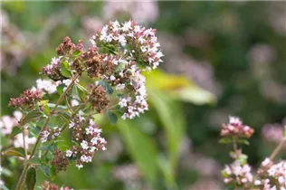 Origanum majorana - Majoran