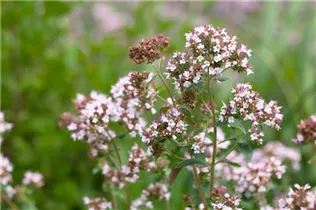 Origanum majorana - Majoran