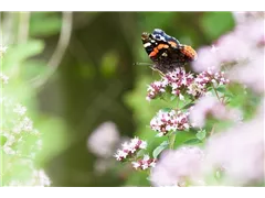  - Schmetterlingsweide