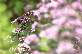 Origanum majorana - Majoran