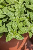 Origanum majorana - Majoran