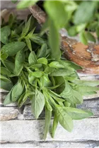 Origanum majorana - Majoran