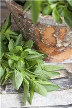 Origanum majorana - Majoran