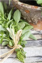 Origanum majorana - Majoran