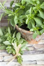 Origanum majorana - Majoran