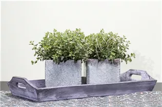 Origanum vulgare - Oregano Origanum vulgare - Oregano