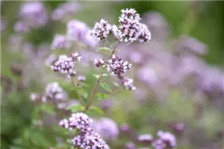 Origanum vulgare - Oregano Origanum vulgare - Oregano
