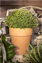 Origanum vulgare - Oregano Origanum vulgare - Oregano