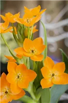 Ornithogalum dubium - Milchstern Ornithogalum dubium - Milchstern