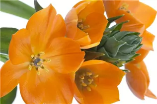 Ornithogalum dubium - Milchstern Ornithogalum dubium - Milchstern