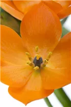 Ornithogalum dubium - Milchstern Ornithogalum dubium - Milchstern