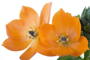 Ornithogalum dubium - Milchstern Ornithogalum dubium - Milchstern