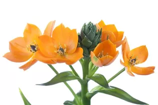 Ornithogalum dubium - Milchstern Ornithogalum dubium - Milchstern