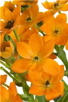 Ornithogalum dubium - Milchstern Ornithogalum dubium - Milchstern