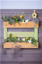 Ornithogalum dubium - Milchstern Ornithogalum dubium - Milchstern