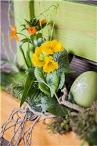 Ornithogalum dubium - Milchstern Ornithogalum dubium - Milchstern