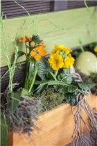 Ornithogalum dubium - Milchstern Ornithogalum dubium - Milchstern