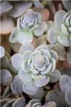 Orostachys iwarenge 'Chinesische Narrenkappe' - Chinesische Narrenkappe Orostachys iwarenge 'Chinesische Narrenkappe' - Chinesische Narrenkappe