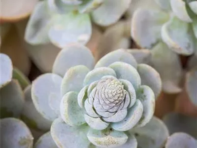 Orostachys iwarenge 'Chinesische Narrenkappe' - Chinesische Narrenkappe Orostachys iwarenge 'Chinesische Narrenkappe' - Chinesische Narrenkappe