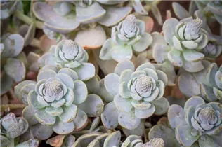 Orostachys iwarenge 'Chinesische Narrenkappe' - Chinesische Narrenkappe Orostachys iwarenge 'Chinesische Narrenkappe' - Chinesische Narrenkappe