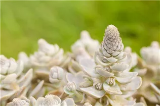 Orostachys iwarenge 'Chinesische Narrenkappe' - Chinesische Narrenkappe Orostachys iwarenge 'Chinesische Narrenkappe' - Chinesische Narrenkappe