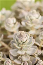 Orostachys iwarenge 'Chinesische Narrenkappe' - Chinesische Narrenkappe Orostachys iwarenge 'Chinesische Narrenkappe' - Chinesische Narrenkappe