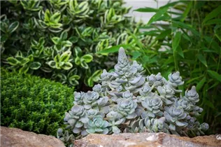 Orostachys iwarenge 'Chinesische Narrenkappe' - Chinesische Narrenkappe Orostachys iwarenge 'Chinesische Narrenkappe' - Chinesische Narrenkappe