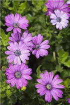 Osteospermum ecklonis - Kapkörbchen Osteospermum ecklonis - Kapkörbchen