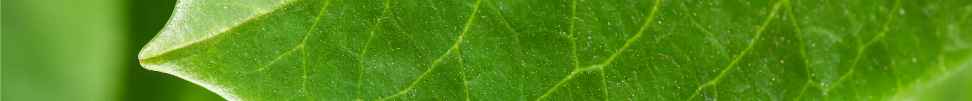 Prunus laurocerasus 'Ani' Prunus laurocerasus 'Ani'