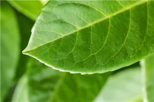  - Prunus laurocerasus 'Ani'