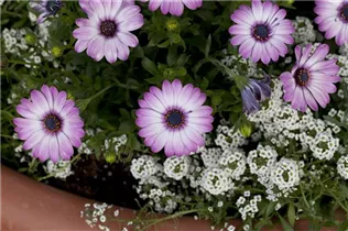 Osteospermum ecklonis - Kapkörbchen Osteospermum ecklonis - Kapkörbchen