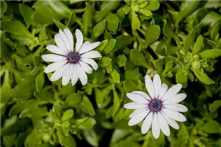Osteospermum ecklonis - Kapkörbchen Osteospermum ecklonis - Kapkörbchen