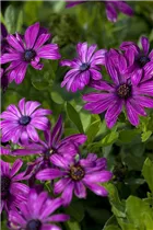 Osteospermum ecklonis - Kapkörbchen Osteospermum ecklonis - Kapkörbchen