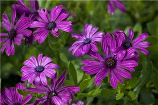 Osteospermum ecklonis - Kapkörbchen Osteospermum ecklonis - Kapkörbchen