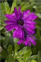 Osteospermum ecklonis - Kapkörbchen Osteospermum ecklonis - Kapkörbchen