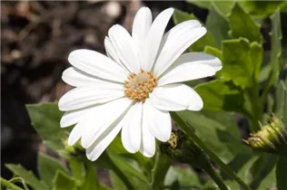 Osteospermum ecklonis - Kapkörbchen Osteospermum ecklonis - Kapkörbchen