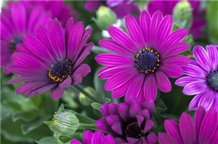 Osteospermum ecklonis - Kapkörbchen Osteospermum ecklonis - Kapkörbchen
