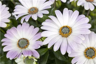 Osteospermum ecklonis - Kapkörbchen Osteospermum ecklonis - Kapkörbchen